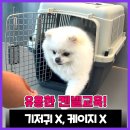 나은 캔넬 네이버블로그