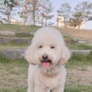 펫살롱케이 이미지