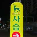 영일사슴 | [포항_ 사슴] 포항 영일대 신상 술집 | 분위기 좋은 안주 맛집 사슴 솔직한 방문후기