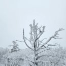 골때려 산악회 2025년 1월 산행( 전북 무주 덕유산 향적봉) 이미지