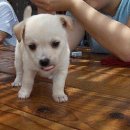 똥강아지 이미지