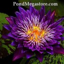 플럼 크레이지 열대수련(Plum Crazy Water Lily) 이미지