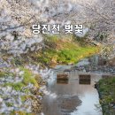 성북2리 마을회관 | 지금도 늦지않은 당진 벚꽃 명소 BEST3 당진천 골정지 면천읍성 완벽가이드