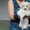 로뎀나무펜션민박 이미지