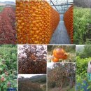 감익는 민하마을 영농조합법인 이미지