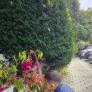 멍멍아 차에타자 이미지