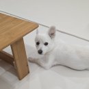 하이독 | 강아지 습식사료 노령견 신장사료 추천 하이독 1년 급여 후기