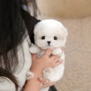 은빛동물병원 | 광주애견분양 후에도 케어해주는 애견샵
