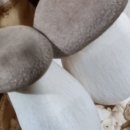 하은농원 이미지