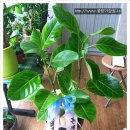 뱅갈PC방 이미지