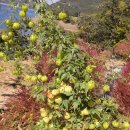 마그실농원 이미지