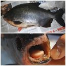 물고기익스프레스