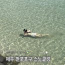 안녕판포 | 제주 판포포구 스노클링 후기