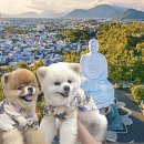 선사애견 | 냐짱(Nha Trang)여행 기록_11. 나트랑 대성당, 롱선사 애견동반 유적지 관광 후기 가볼만한 곳 추천