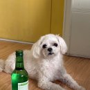 아지와 옹이 이미지