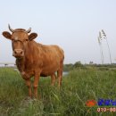 재경목장 이미지