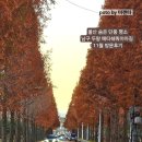 지산 | 울산 남구 숨은 단풍명소-두왕 메타쉐쿼이아 길 생생후기 (지산소류지 포함)