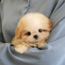 인천 강아지분양 고양이분양 미유펫 이미지