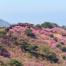 공설운동장 동편화장실 | 강화도 진달래 군락지 고려산 진달래 축제 개화 상황 코스 추천 주차장 소요시간 화장실