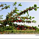 앵두나무우물가에 이미지