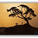 꽃지가는길 이미지