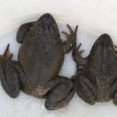 이철우농장 이미지