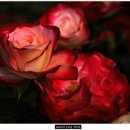 아지사랑 이미지