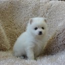 화이트 독 이미지