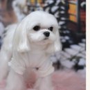 소금소금 펫살롱 이미지