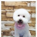 달리애견 이미지