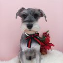 토비애견미용 이미지