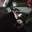 엄지 PC방 | [궁평항 킹크랩 포장 후기] 호남 거시기 가격, 서비스 정보