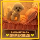 마이펫의 수중생활 네이버블로그