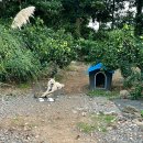 심플토산 | 서귀포 심플토산 솔직후기 (+근처 도민맛집)