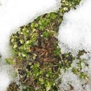 흰민들레소식 이미지