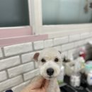 로미 펫 살롱 이미지