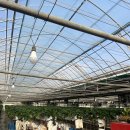 월롱농장 | [파주] 아이와 딸기 수확 체험 '월롱 딸기' 설향 딸기 good 솜사탕까지!