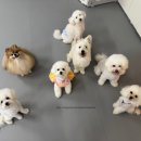 밤밤 애견유치원 이미지
