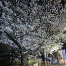 구름다리 버스정류장 | [부산/북구]조용해서 더 좋은 숨은 벚꽃길 덕천천 산책코스 솔직후기