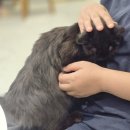 노라조 | [인천 고양이카페 &amp; 호텔] 고양이와 함께하는 힐링타임, 이색데이트 ‘노라조야옹아’ 후기
