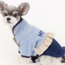 예쁜강아지 이미지