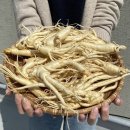 진산무역 | 1. 개요[편집] 인삼(人蔘)은 두릅나무과에 속하는 약용식물로, 약용하는 뿌리가 꼭 사람처럼 생겼기...