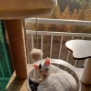 고양이 놀이터 | 고양이 놀이터.. 원목 캣타워 + 레토 고양이 소파 스크래쳐 실사용 리얼 후기