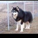 럭키농장 이미지