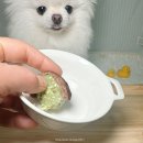 HoEat(호잇) | 반려견용 [멍쫀쿠] 럭키도 먹었다!