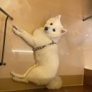 레오네식탁 이미지