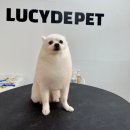 루시드펫 이미지