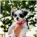 쿨 | 여름 산책 준비 완료! 펫프닝 강아지 쿨스카프 후기