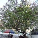 김우영 농장 | [수원일보](김우영 광교칼럼) 수원엔 오래된 라일락 나무들이 숨어있다(하)