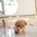 바닐라 퍼피 이미지